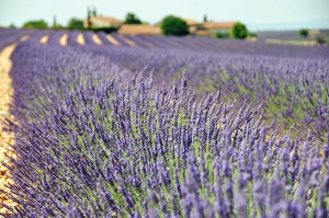 lavendel